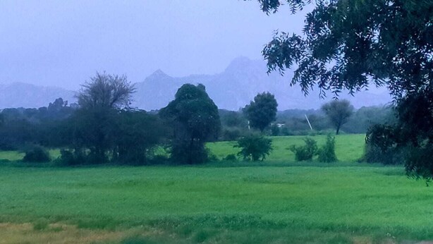 Um campo verde com árvores e uma montanha ao fundo.