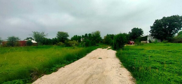 A rural dirt road leading through a green field with trees and a few buildings in the background. - Kross Adventure Campsite (Bali)