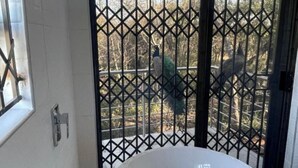 Immagine non classificata, 4 di 63, pulsante