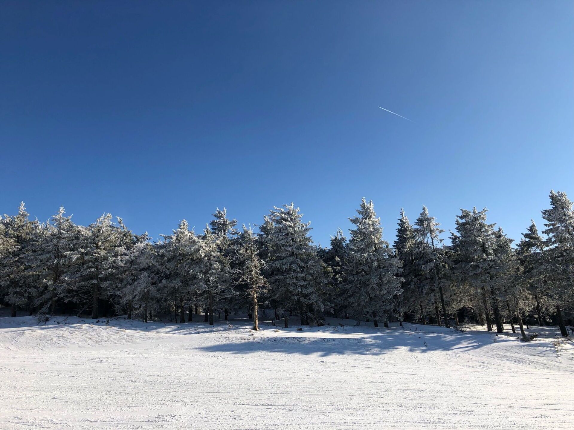 A snowy landscape with a clear blue sky and a line of evergreen trees.