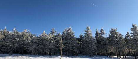 A snowy landscape with a clear blue sky and a line of evergreen trees.