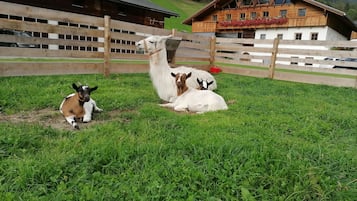 Parco della struttura