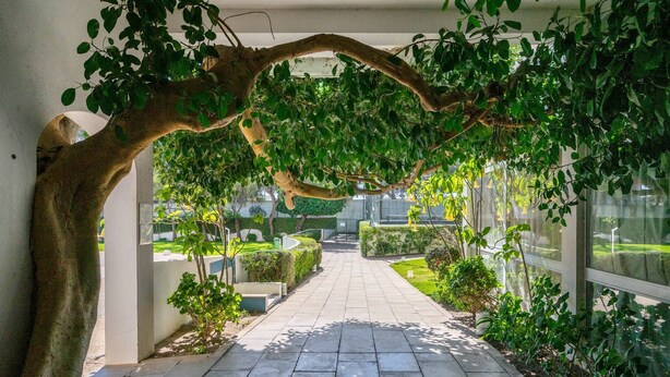 A pathway leading through a garden area with a large tree arching over the path. - Praia da Rocha/1605/Charming Apart/Sea View/by IG (Portimão)