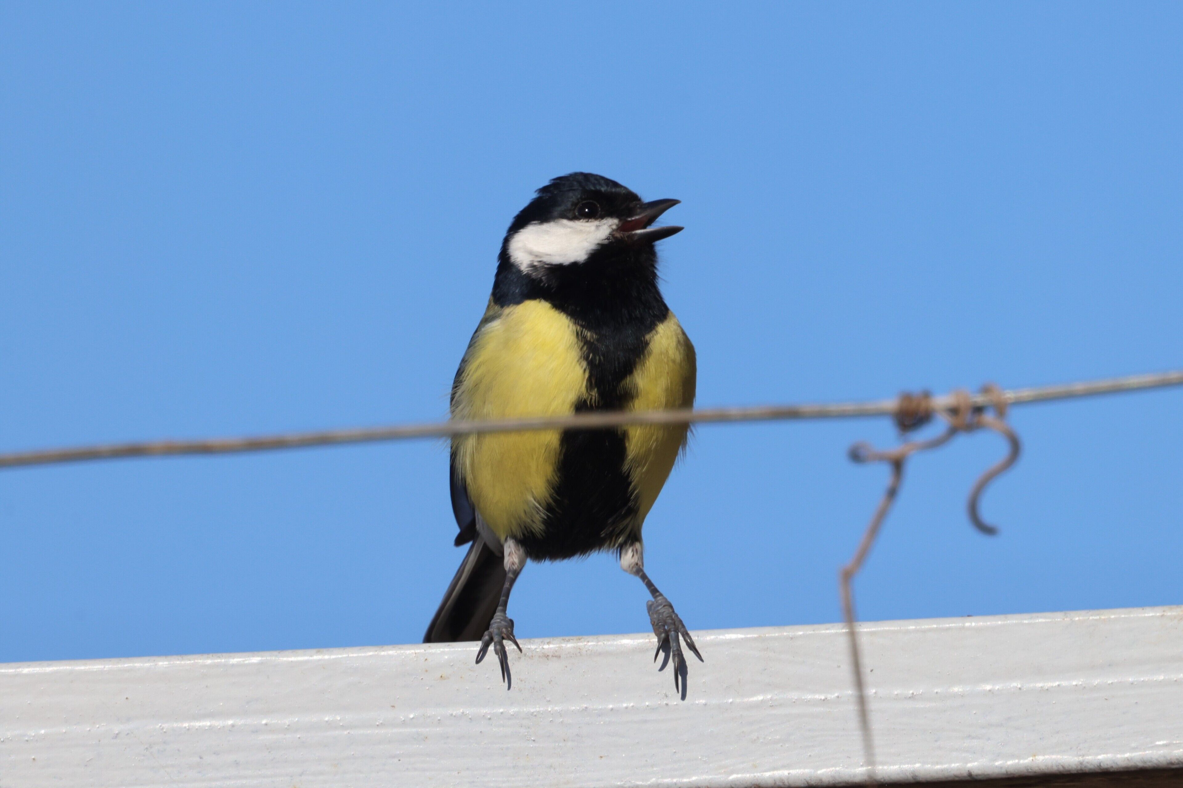 Un oiseau était perché sur une rambarde blanche, avec un ciel bleu clair en arrière-plan.