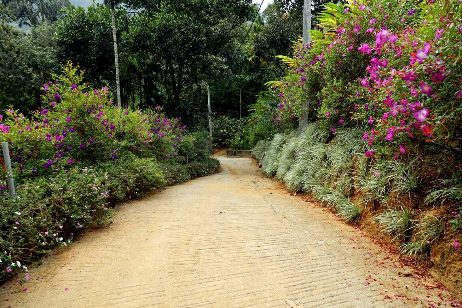 A paved pathway flanked by lush greenery and flowering plants.