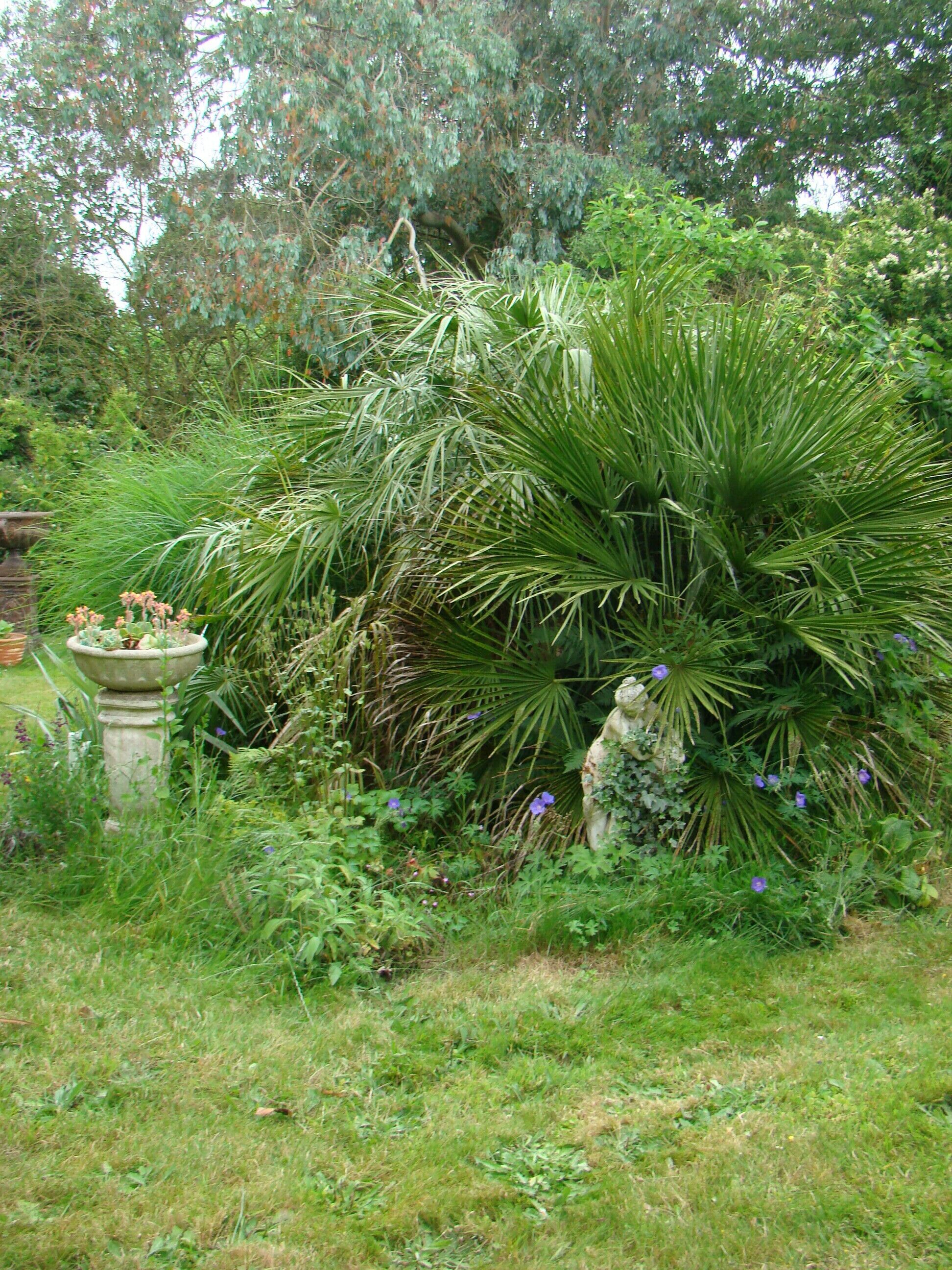 A garden with a variety of plants, including a palm-like plant and a stone planter with flowers.