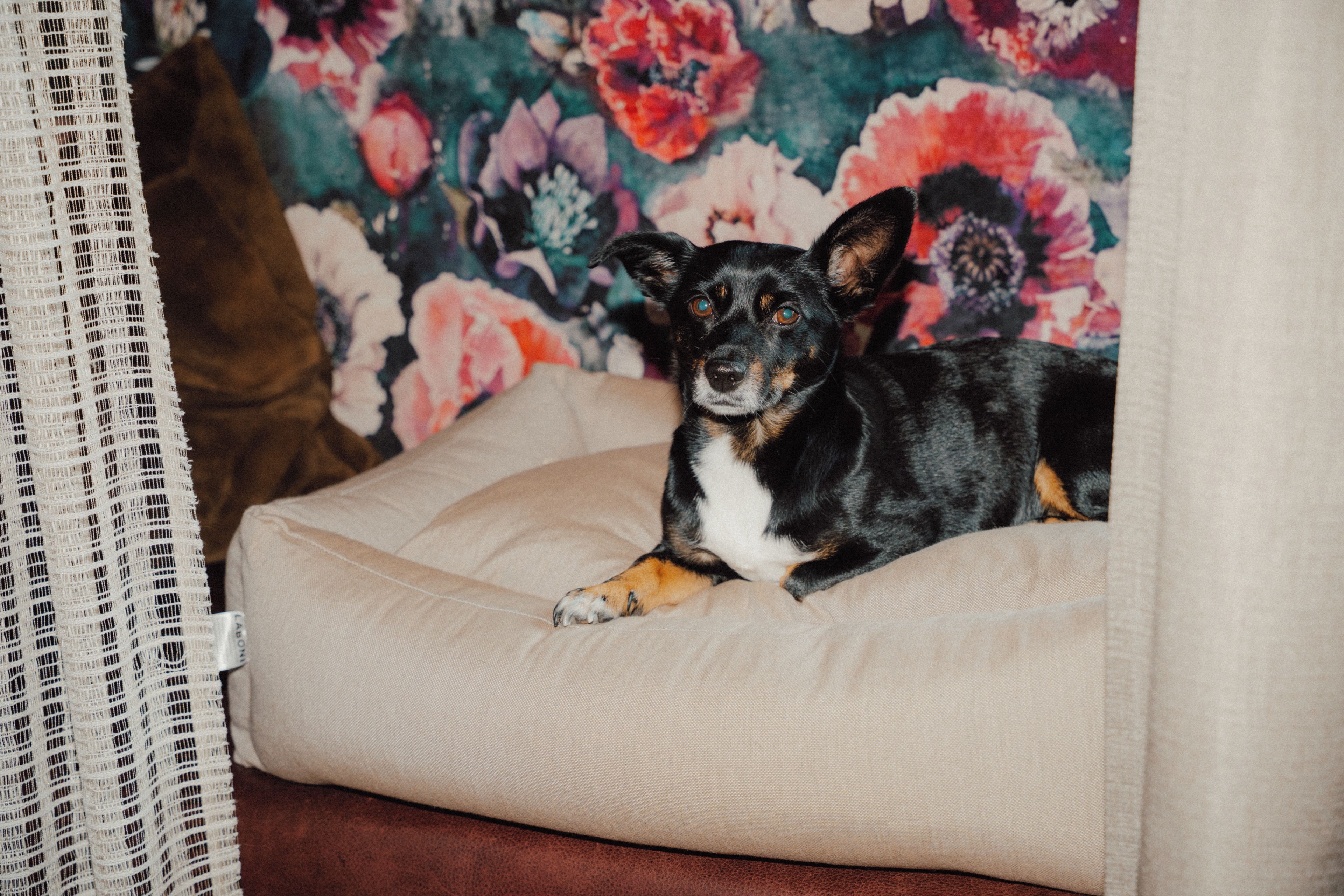 Un perro descansando sobre una cama beige para mascotas, con un fondo de papel tapiz floral.