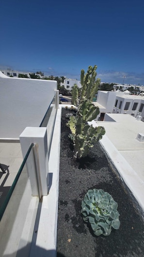 A rooftop garden with a cactus and succulent plants, white walls, and a clear blue sky.