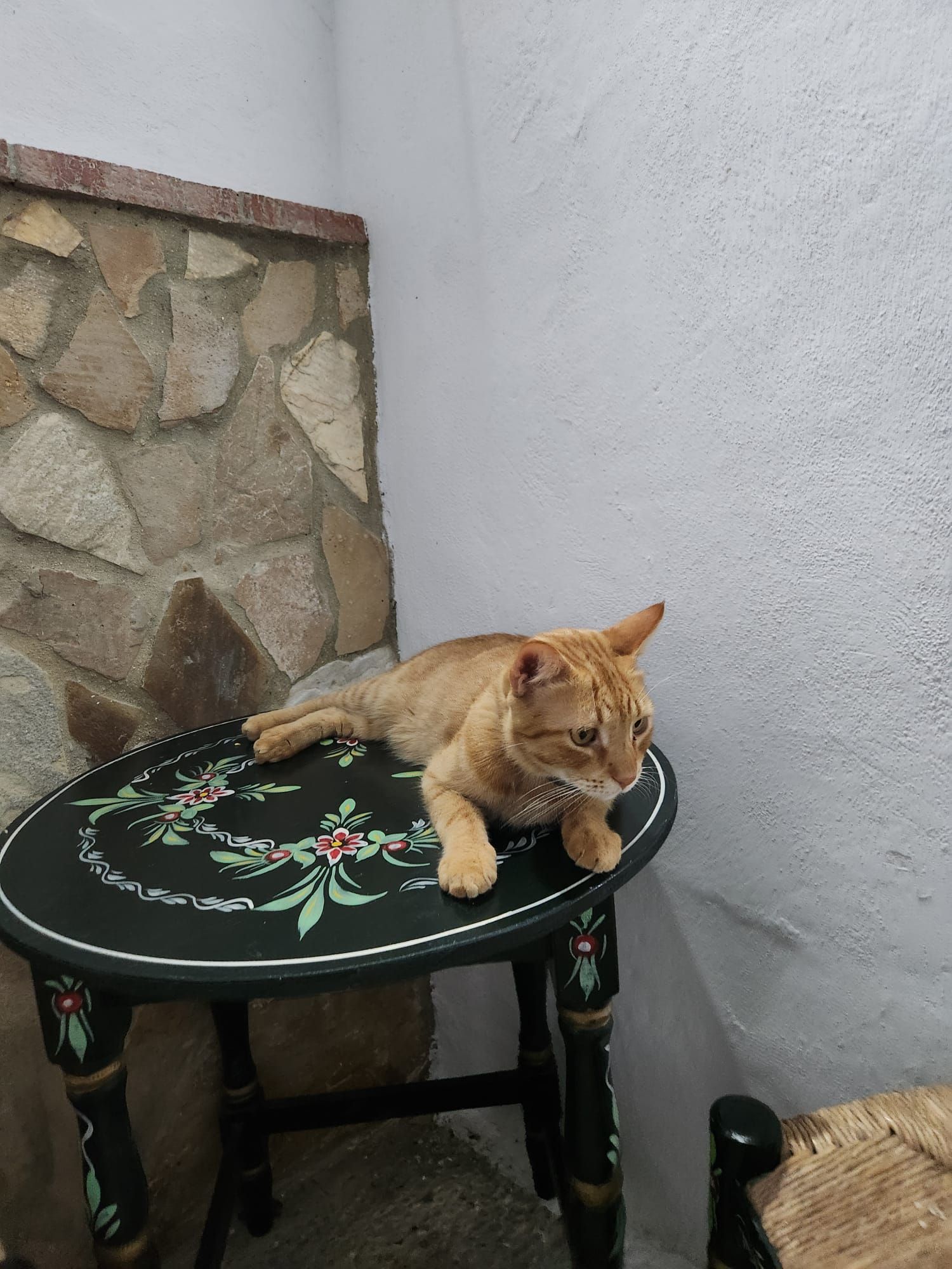 Un gato descansando sobre una silla con diseño floral.