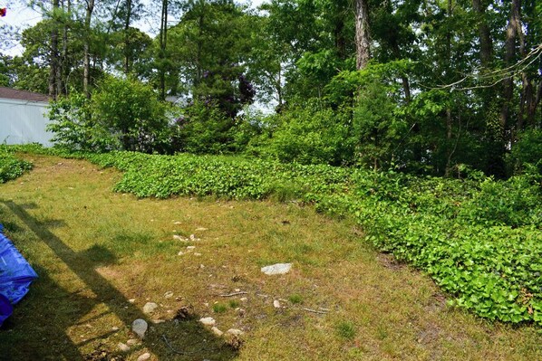 A grassy area with a path, surrounded by dense green foliage and trees.