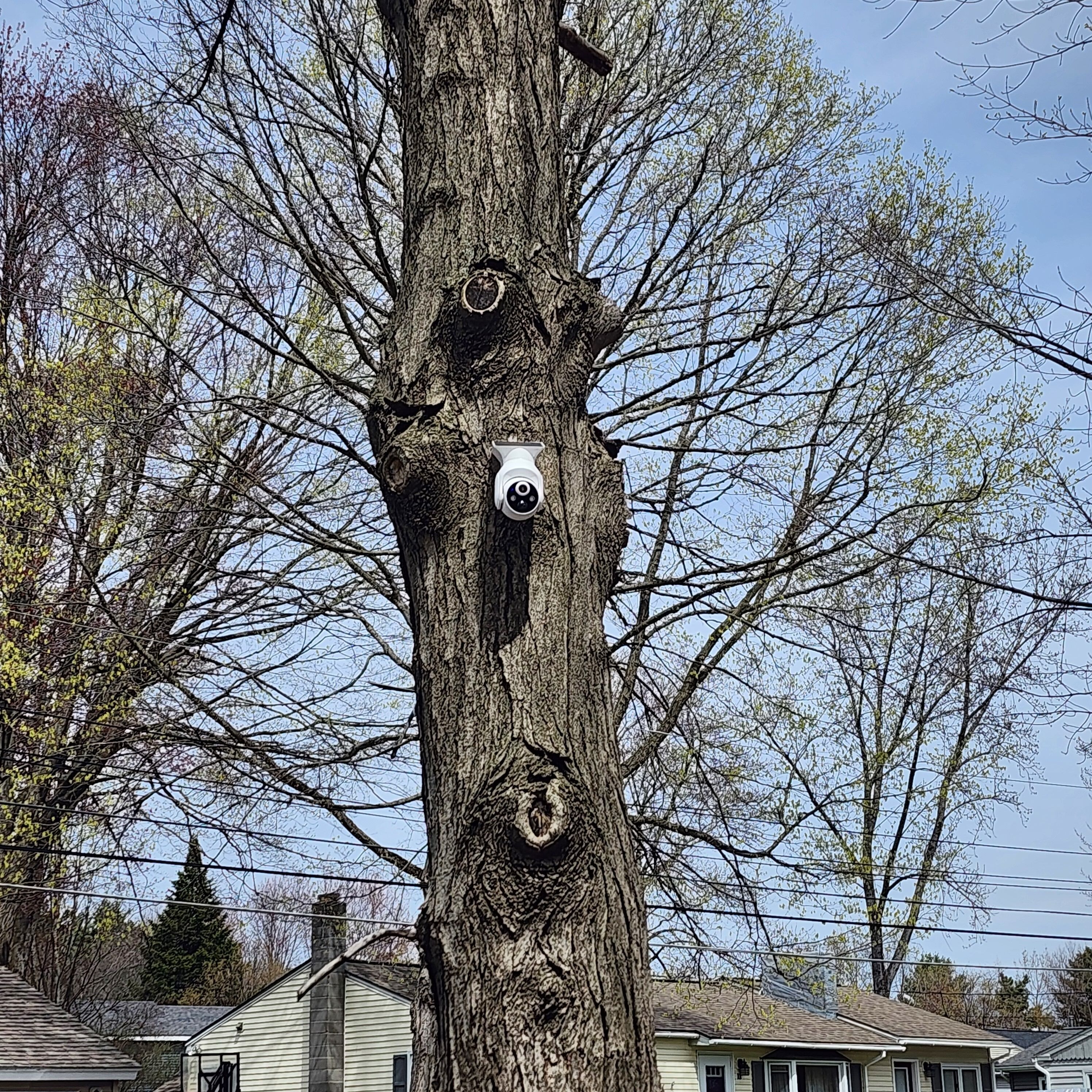 Un árbol con dos cámaras de vigilancia instaladas.