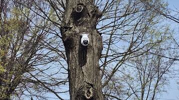 Ein Baum, an dem zwei Überwachungskameras angebracht sind.