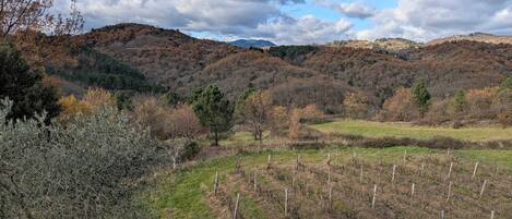 A vineyard with rows of grapevines and a mountainous backdrop.