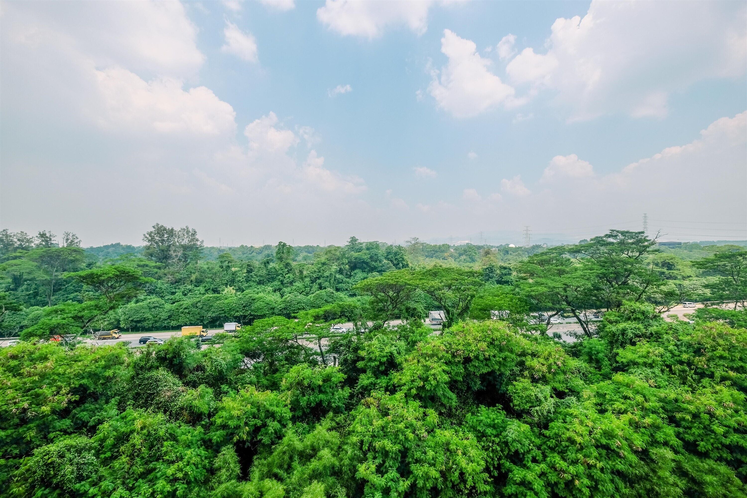 Un paisaje verde y exuberante con árboles y una carretera.