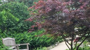 Un sendero en un jardín con un banco de madera, rodeado de diversas plantas y flores.