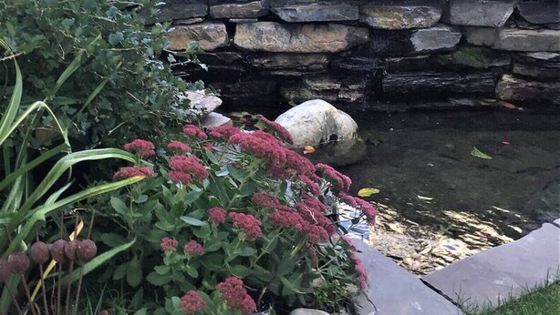 Un jardín con muro de piedra, un pequeño estanque y diversas plantas.