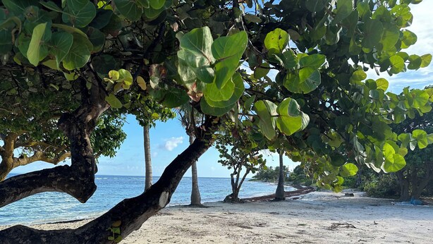 A beach with trees and a clear view of the ocean.