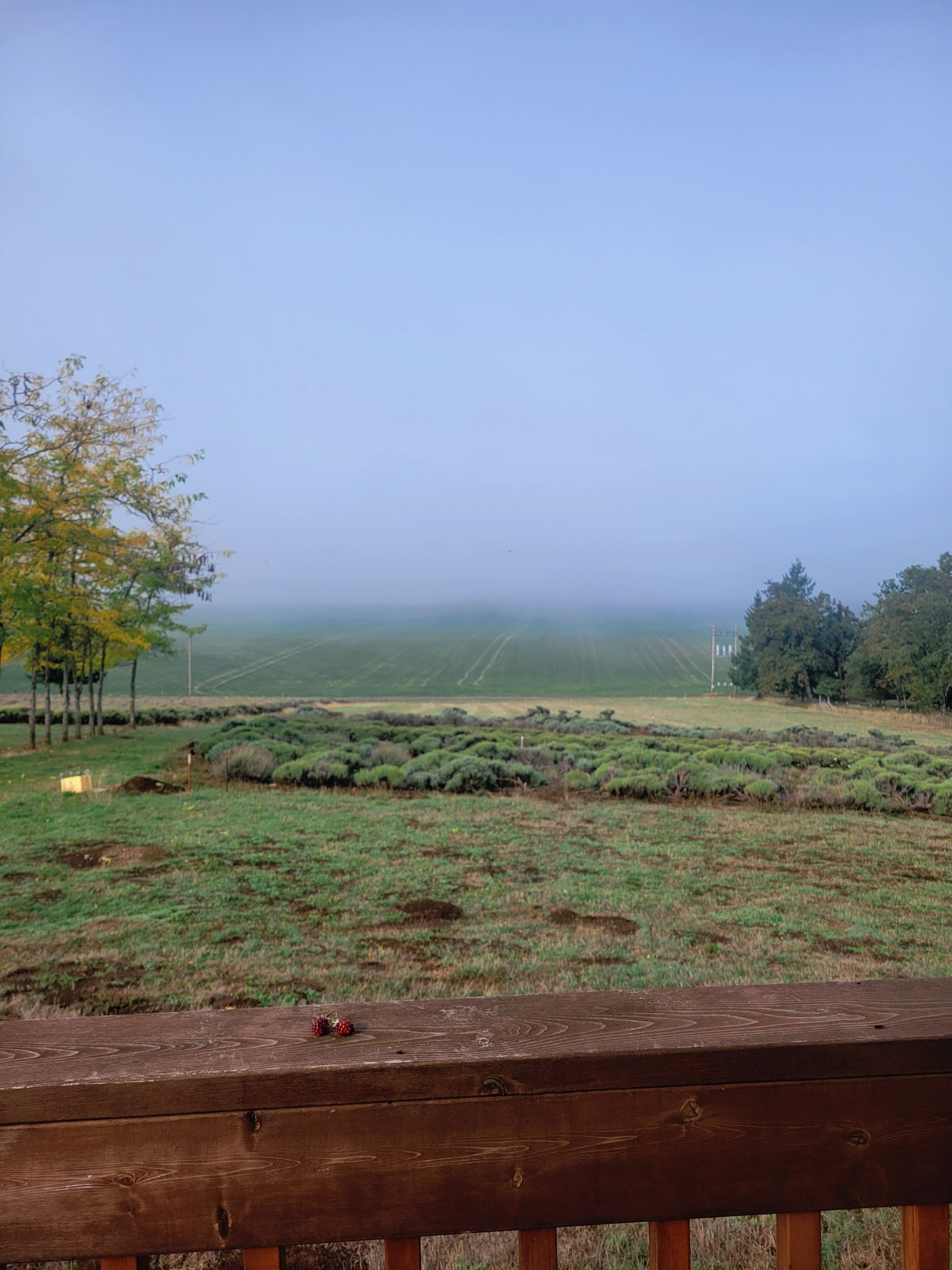 Une vue depuis une terrasse en bois donnant sur un paysage brumeux, avec des champs et des arbres à l’horizon.