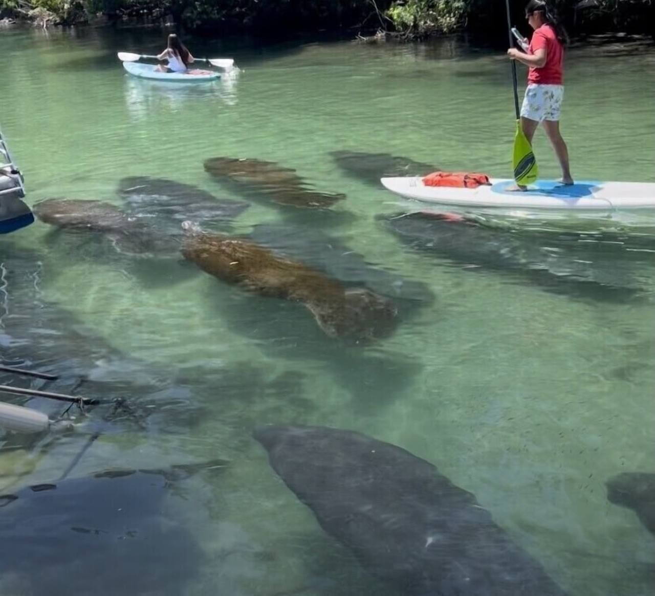 A clear water body with people kayaking and paddleboarding.