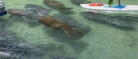 A clear water body with people kayaking and paddleboarding.