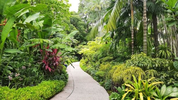Un sendero serpentea por un exuberante jardín con diversas plantas y árboles tropicales.