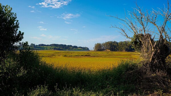 Un paysage rural avec un champ, des arbres et un ciel dégagé.