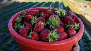 Una mano sosteniendo una olla roja llena de fresas.