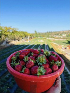 Property grounds - Manshas High-5 Resort (Mahabaleshwar)