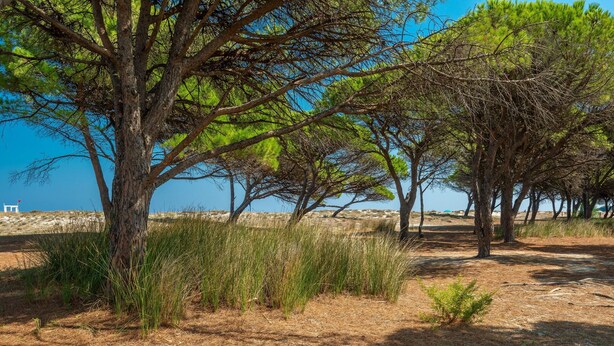 Camí costaner flanquejat per arbres i herba seca, que s'adreça cap a una riba rocosa.