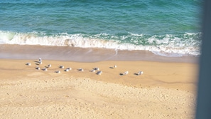 Une plage de sable où les vagues se brisent.