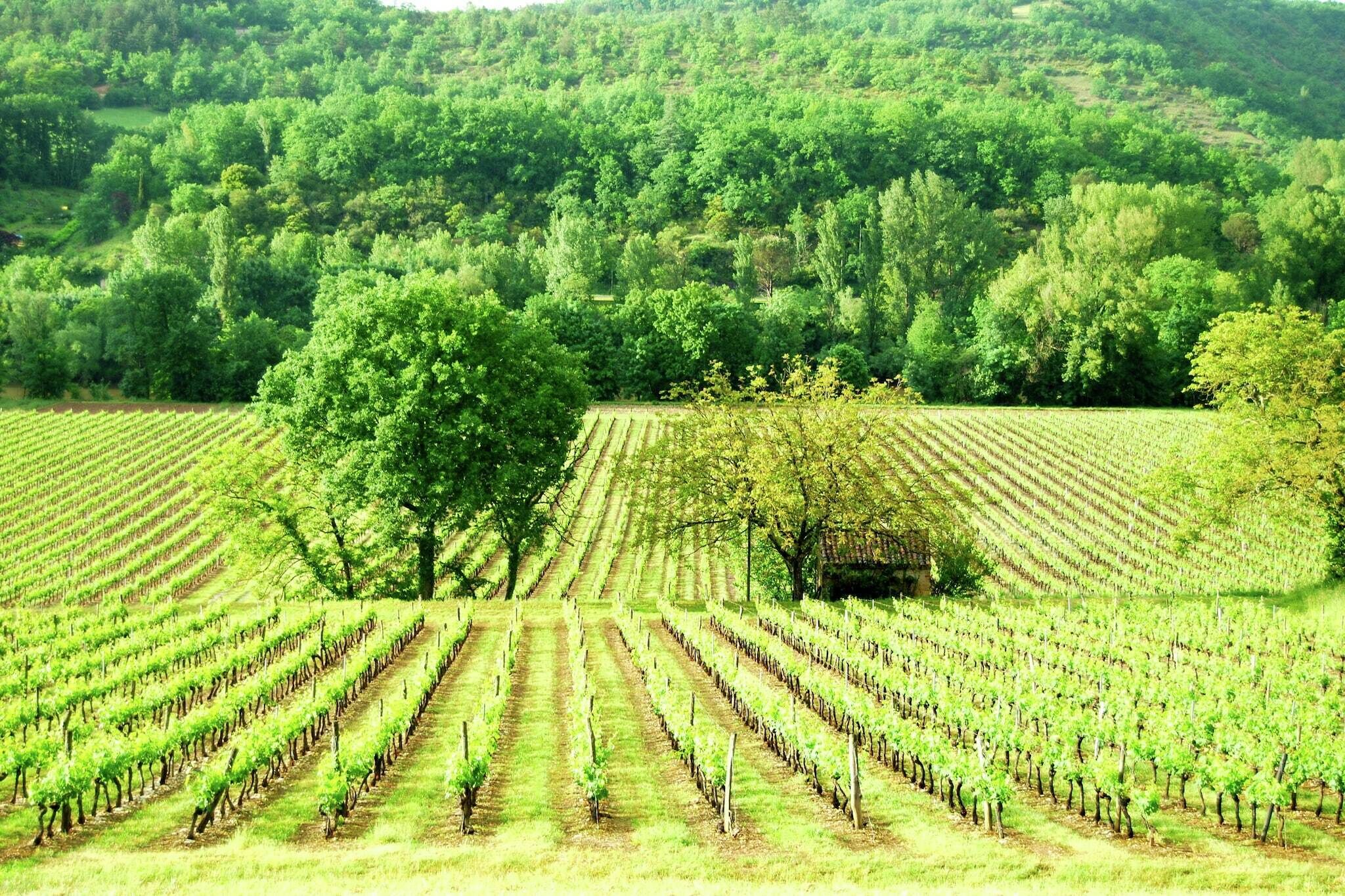 Viñedo con hileras de vid y un gran árbol en el centro.