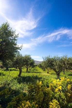 An olive grove with rows of trees under a clear blue sky.