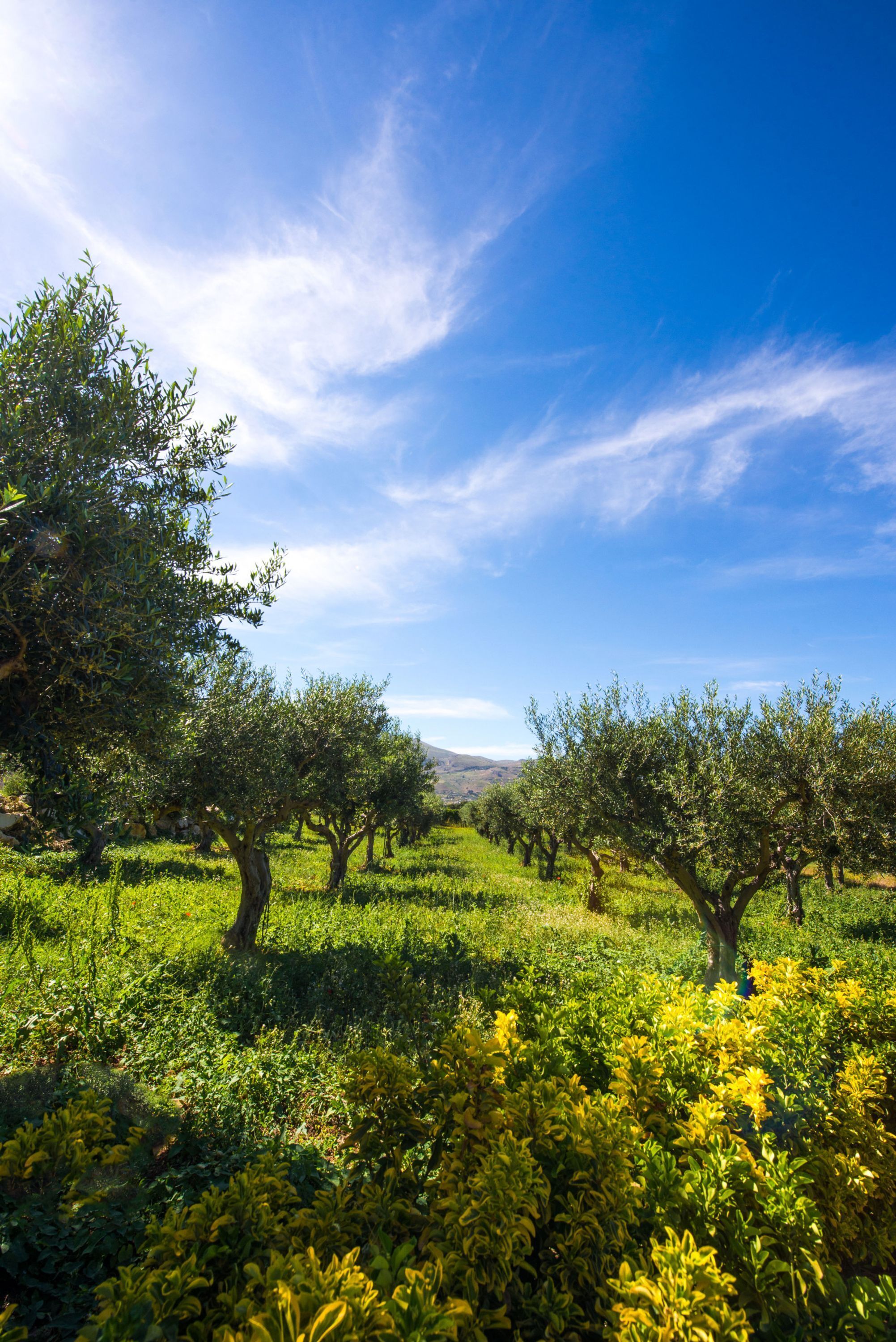 An olive grove with trees and green foliage under a clear blue sky.