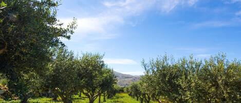 An olive grove with trees and green foliage under a clear blue sky.