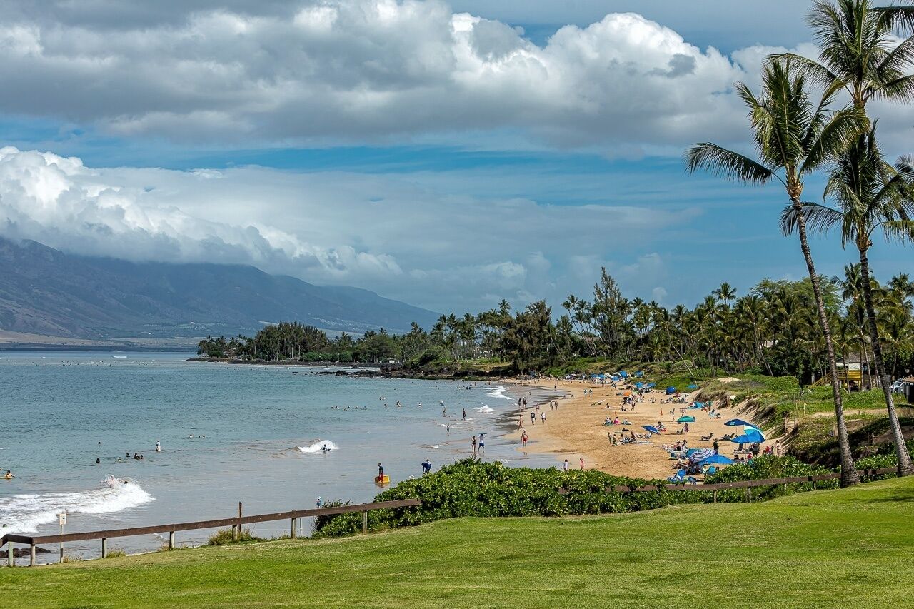 A beach with palm trees, a wooden fence, and a grassy area.