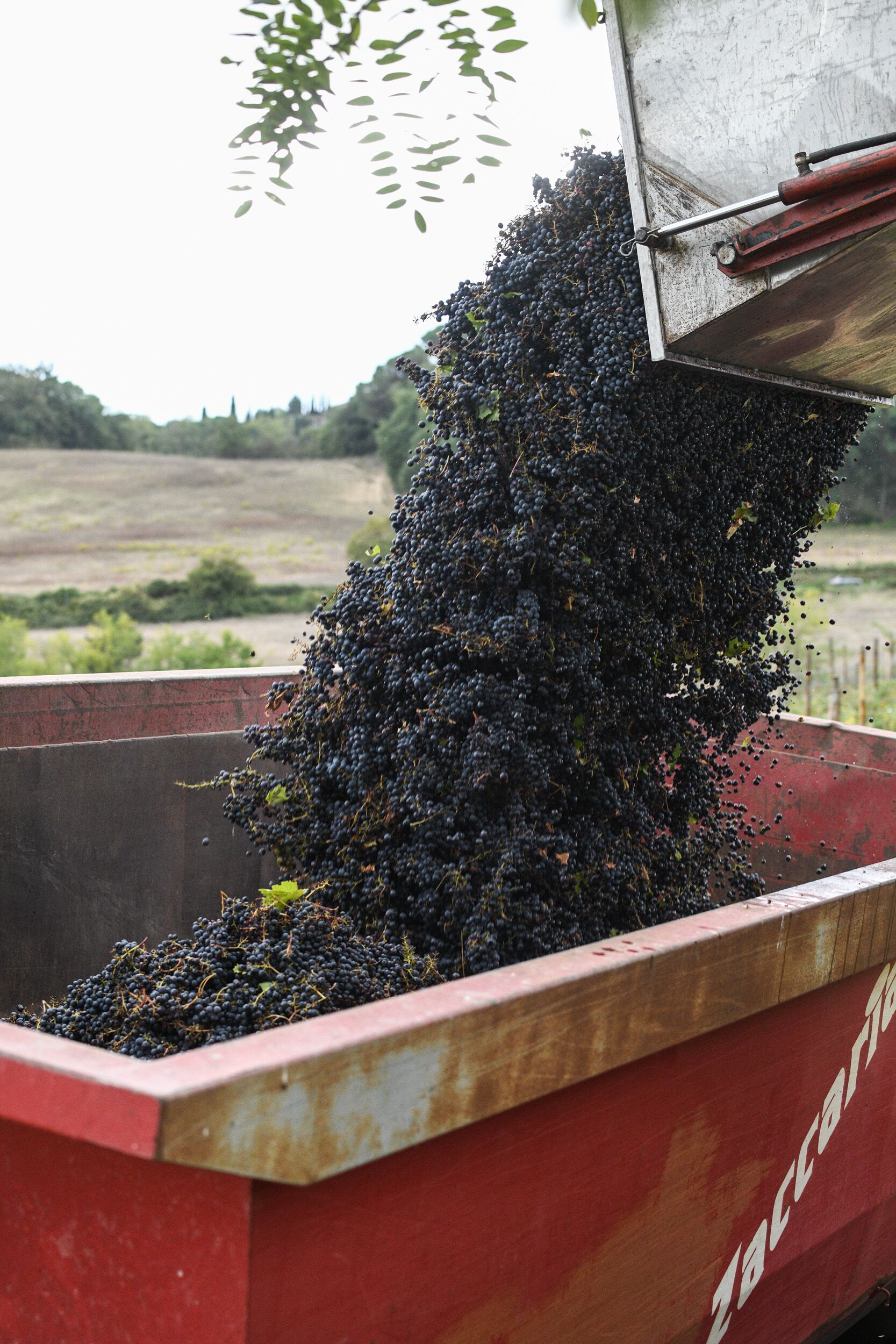 A large red container filled with black grapes being poured out.