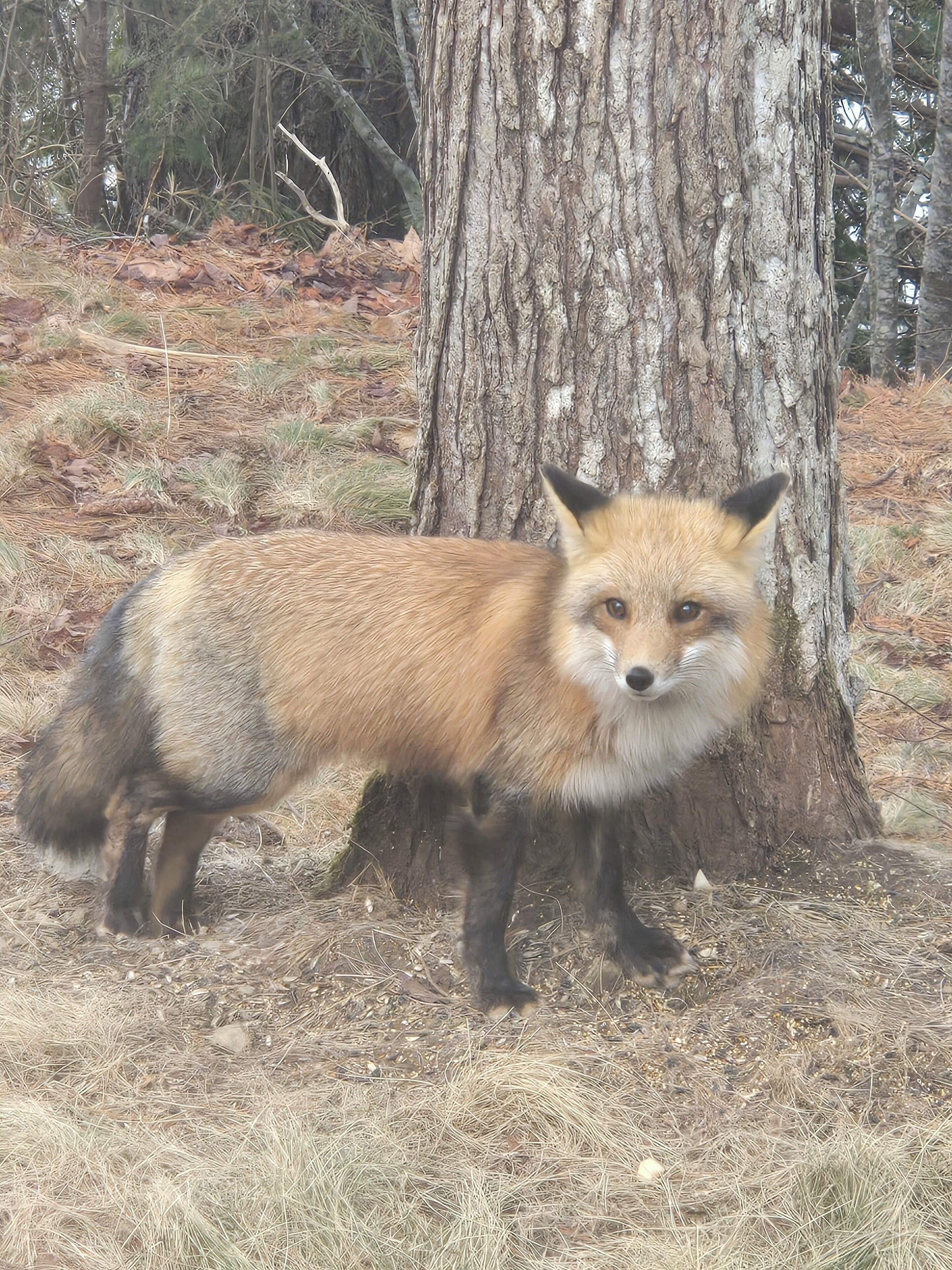 Ein Fuchs steht in der Nähe eines Baumes in einem bewaldeten Gebiet.