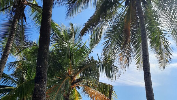 Une plage bordée de palmiers, avec l’océan en toile de fond.