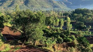 Paisagem rural com uma grande árvore em primeiro plano, campos em socalcos e uma montanha ao fundo.