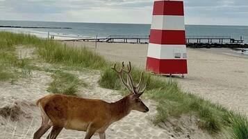 Liggestole, badehåndklæder