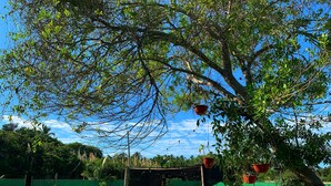 Een achtertuin met een zwembad, blauwe lounge stoelen en een pergola onder een boom.