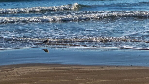 Een strand met golven, een schip in de verte en een vogel op het zand.