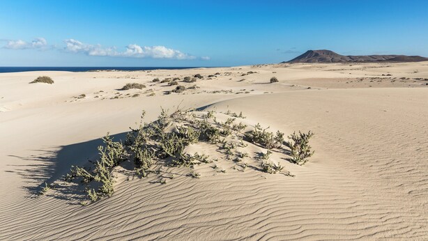 A desert landscape with sand dunes and sparse vegetation. - Home2Book Luxury Villa Pool & Terrace, Corralejo (Corralejo)