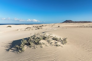 Un paysage désertique avec des dunes de sable et une végétation clairsemée.