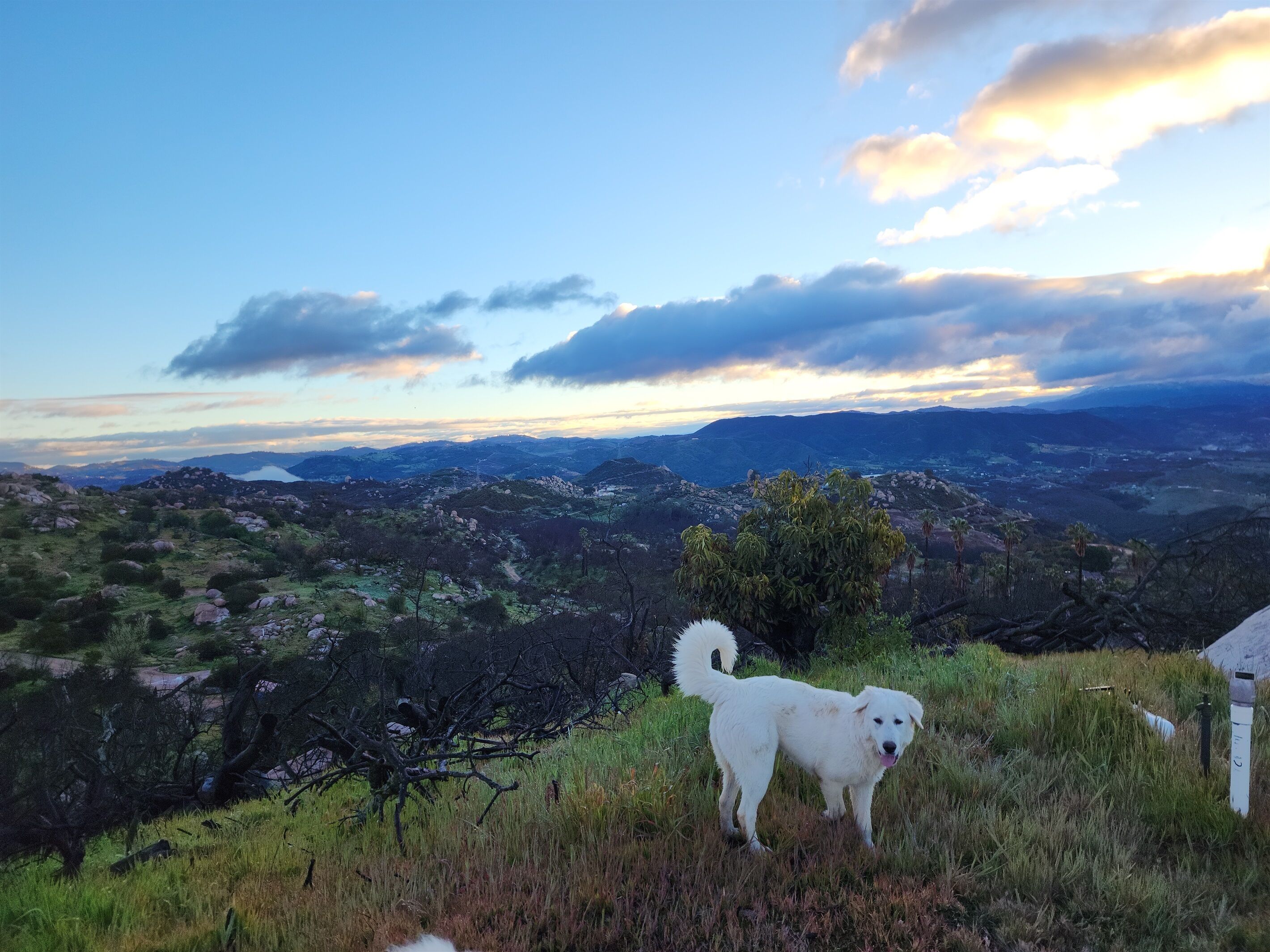 A white dog standing on a grassy hill with a panoramic view of a valley and mountains in the background.