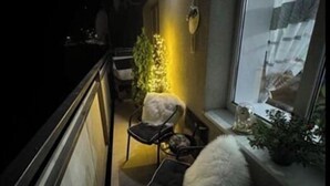 Un balcón estrecho con dos sillas, una planta en maceta y una ventana con cortina.