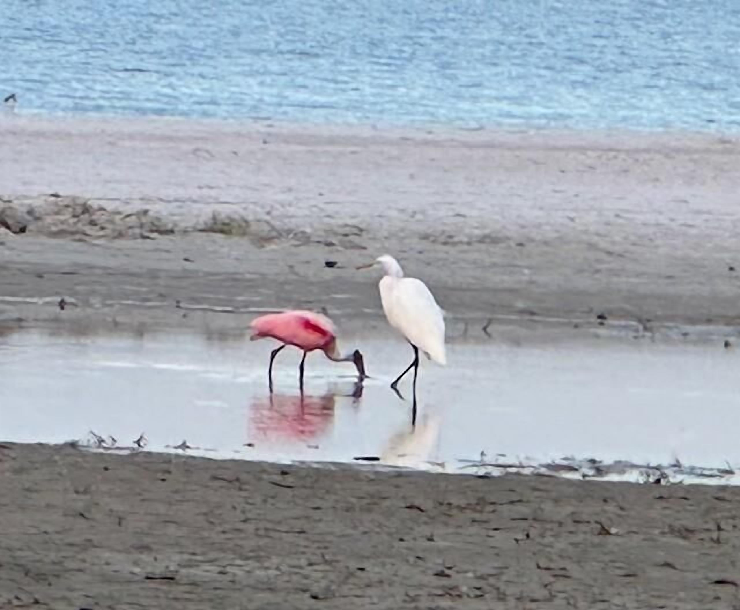 Zwei Vögel, ein rosa und ein weiß, stehen im flachen Wasser.