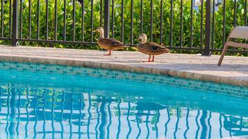 House, Multiple Beds (Island Breeze) | Pool