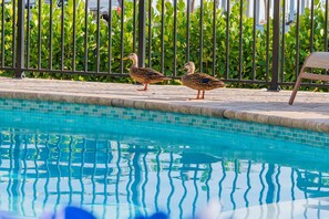 A swimming pool with two ducks standing on the edge, surrounded by a metal fence and greenery. - Island Breeze (Fort Myers Beach)