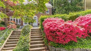 A set of stone steps leading up to a brick building with a garden featuring vibrant pink flowers. - DC Guest Suite Walkable, Parking, Pets Welcome (Washington)
